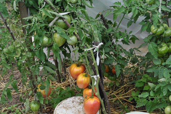 Посадка и уход за томатом сорта Севрюга в открытом грунте